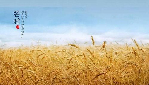 吃瓜群众芒种视频,视频揭秘农忙背后的故事